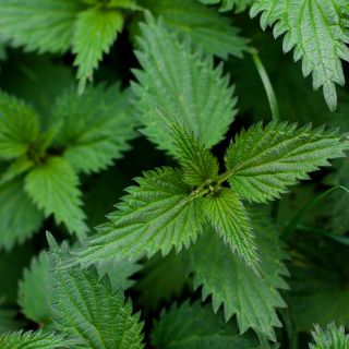 Estratto di foglie di ortica (Urtica dioica)